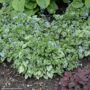 Bugloss (Brunnera Macrophylla) – Jack Frost – #1 Container